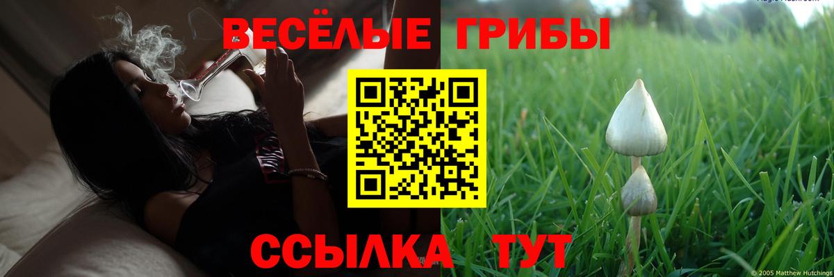 Псилоцибиновые грибы Cubensis Ачхой-Мартан